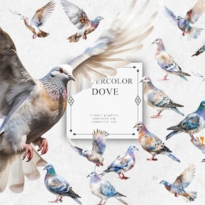 Dove Clipart Set in Transparent PNG - Dove Watercolor Digital Image Downloads for Card Making, Scrapbook, Junk Journal
