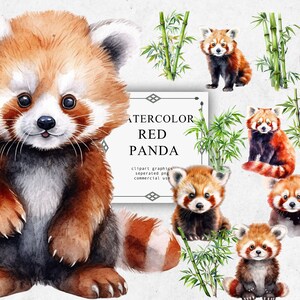 Red Panda Clipart Set en PNG transparente - Descargas de imágenes digitales de acuarela de Panda rojo para la fabricación de tarjetas, álbum de recortes, diario basura