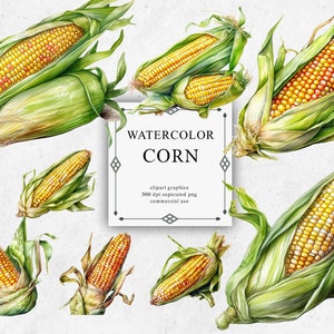 20 Corn Clipart Set in Transparent PNG - Corn Watercolor Digital Image Downloads for Card Making, Scrapbook, Junk Journal, Paper