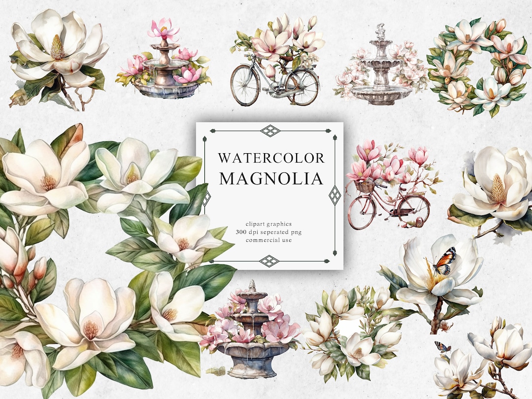 12 Magnolia Clipart Set in Transparent PNG Magnolia Watercolor Digital ...