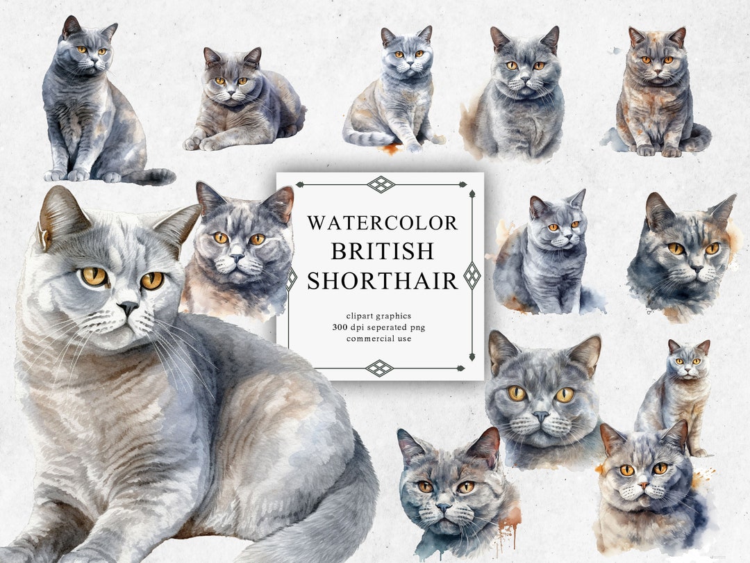 20 Watercolor British Shorthair Clipart - CAT Digital PNG British ...