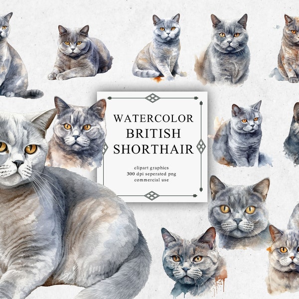 20 Watercolor British Shorthair Clipart - CAT Digital PNG British Shorthair. British Shorthair PNG Transparent 2023 New Collection