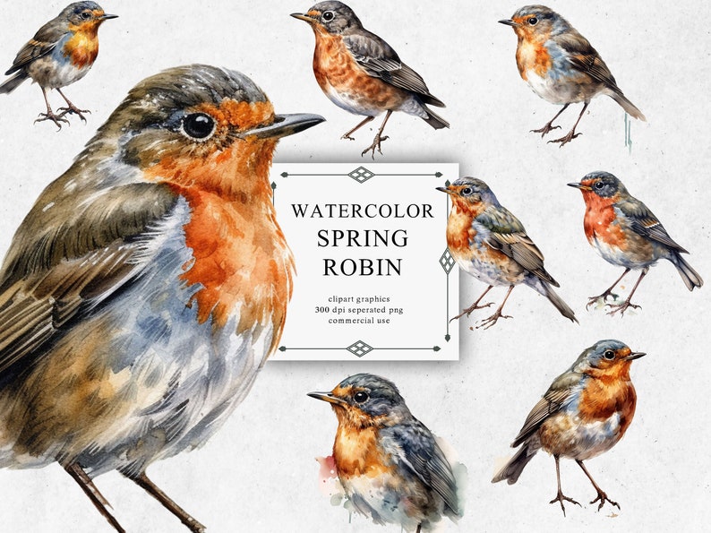 8 Spring Robin Clipart Set in Transparent PNG Spring Robin - Etsy
