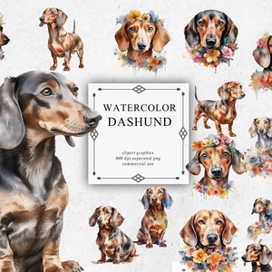 23 Watercolor Dachshund Clipart - Digital PNG Dachshund. Dachshund PNG Transparent 2023 New Collection
