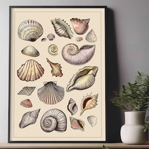 Vintage Shell Print, Seashell Wall Art, Nautical Decor, Printable Shell Art, Coastal Art, Nature Print, Shell Decor, Sea Shell Wall Decor,