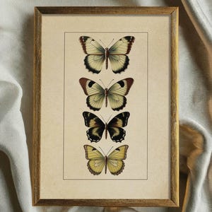 Vintage Butterfly Print, Digital Prints, Home Decor, Neutral Farmhouse Wall Decor, Butterfly Wall Art, Rustic Vintage Decor, Butterfly Print