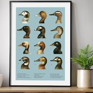 Vintage Duck Head Print – Retro Bird Study Illustration – Waterfowl Art for Nature and Animal Lovers, Home-Office Decor