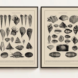 Set of 2 Vintage Seashell Posters, Variety of Seashells, Seashell Print, Seashell Wall Art,Coastal Wall Art,Beach House Decor Nautical Decor