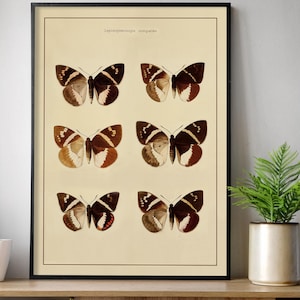 Vintage Butterfly Wall Art, Printable Scientific Illustration, Digital Butterfly Print, Rustic Home Decor, Farmhouse Wall Decor, Lepidoptera