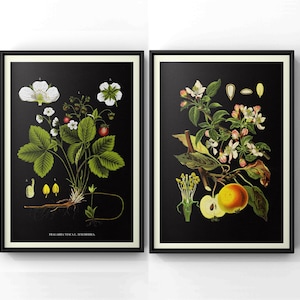 Antique illustration of Medicinal and Herbal Plants, Vintage Fruits Poster Set Print, Apple/Strawberry Botanical fruit Poster, Kitchen Art