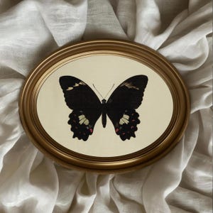 Vintage Butterfly Print, Digital Prints, Home Decor, Neutral Farmhouse Wall Decor, Moody Wall Art, Rustic Vintage Decor, Butterfly Print.