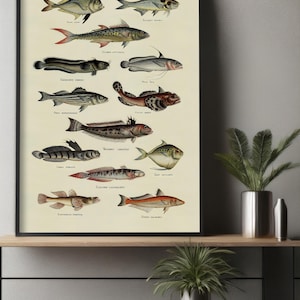 Vintage Fish Illustration Poster - Antique Ocean Fish Wall Art - Scientific Sea Life Print for Coastal Nautical Decor