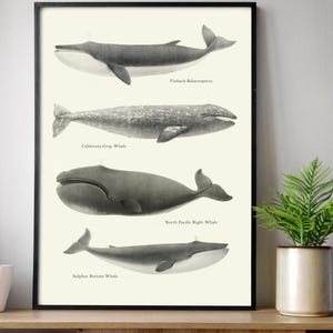 Vintage Whale poster, Ocean art print, Whale art, Maritime living, Nautical Decor, Educational postersea life art, Scientific Sea Life Print