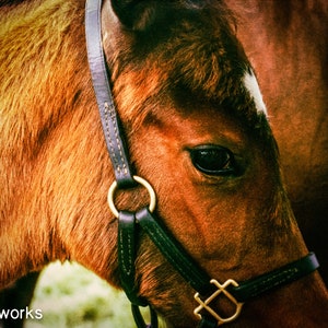 Kentucky Foal