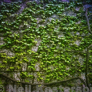 Ivy Wall