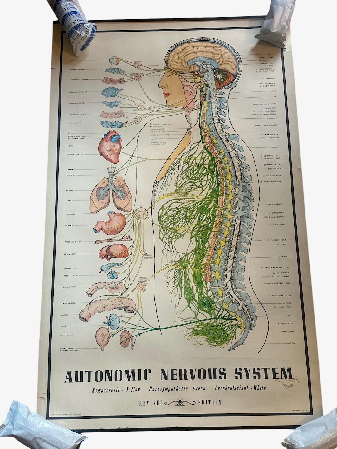 Vintage 1957 C&T Paciorek Autonomic Nervous System Revised Edition ...