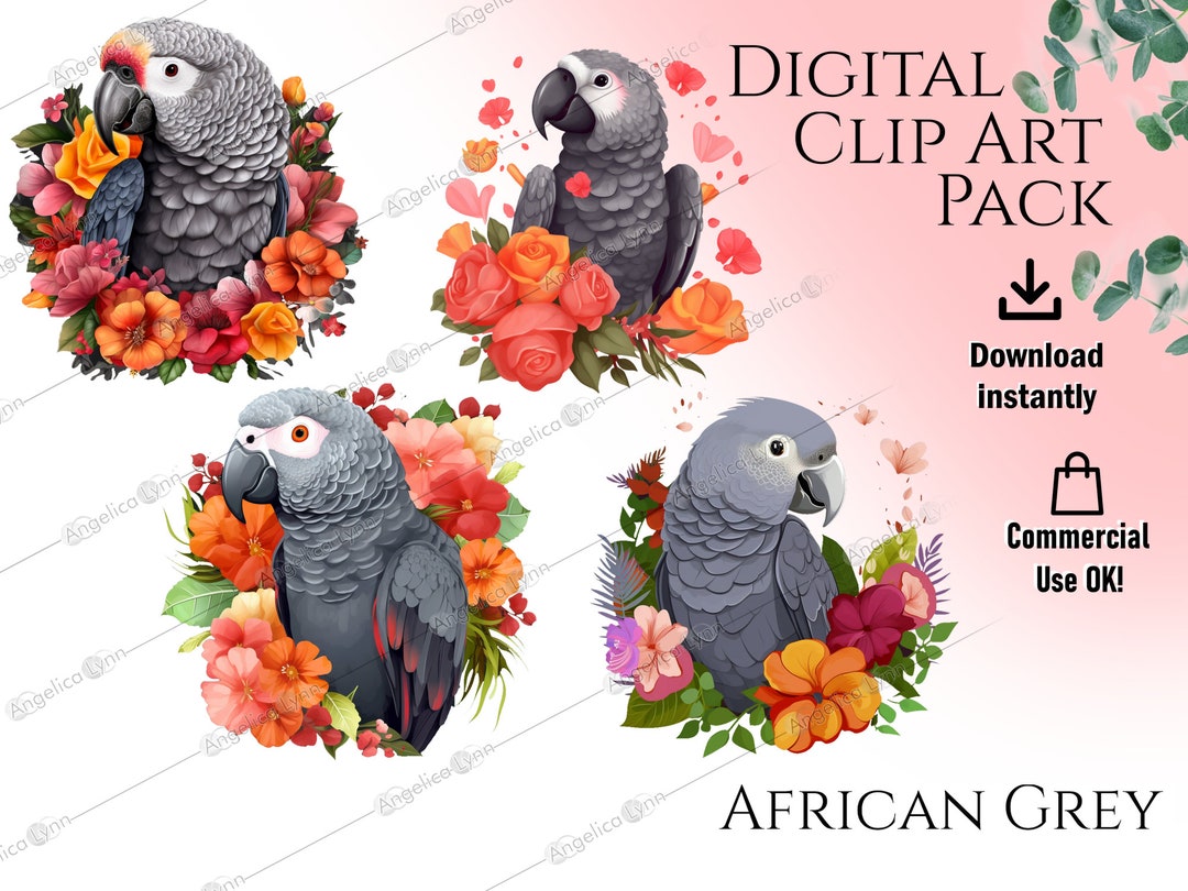 African Grey Birds Watercolor Clipart Pack Commercial Use Included ...