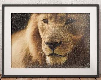 African Lion Drawing Print, King of the Jungle Large Wall Art