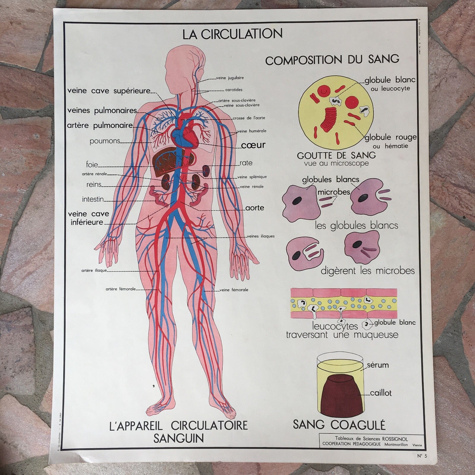 Rossignol Vintage Français L'école Affiche Anatomie Deux Côtés Sang Cœur 03021814