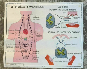 ROSSIGNOL MDI Affiche vintage de l'école française Anatomie des deux côtés de la peau 1907196