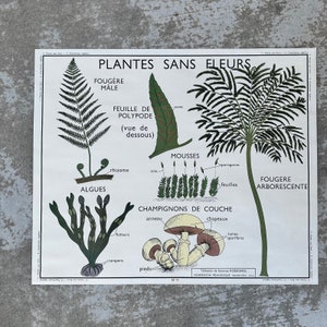 ROSSIGNOL Vintage French School Poster Science botanic Two Sides plantes 0512232