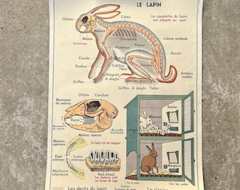 French vintage school poster rabbit bat two sided animal anatomy 18092220
