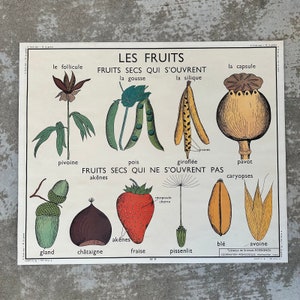 ROSSIGNOL Vintage French School Poster Science botanic Two Sides fruits 0512236