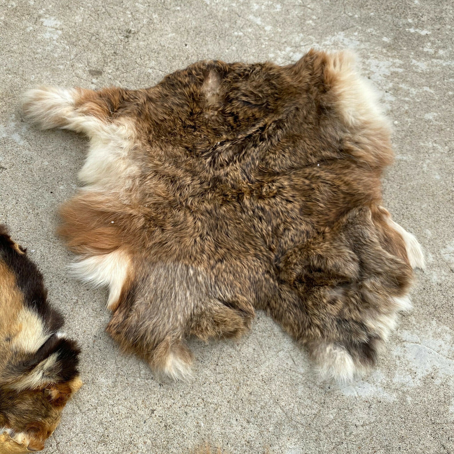 French Taxidermy animal Fur pelts Skin leather 26032014 Etsy