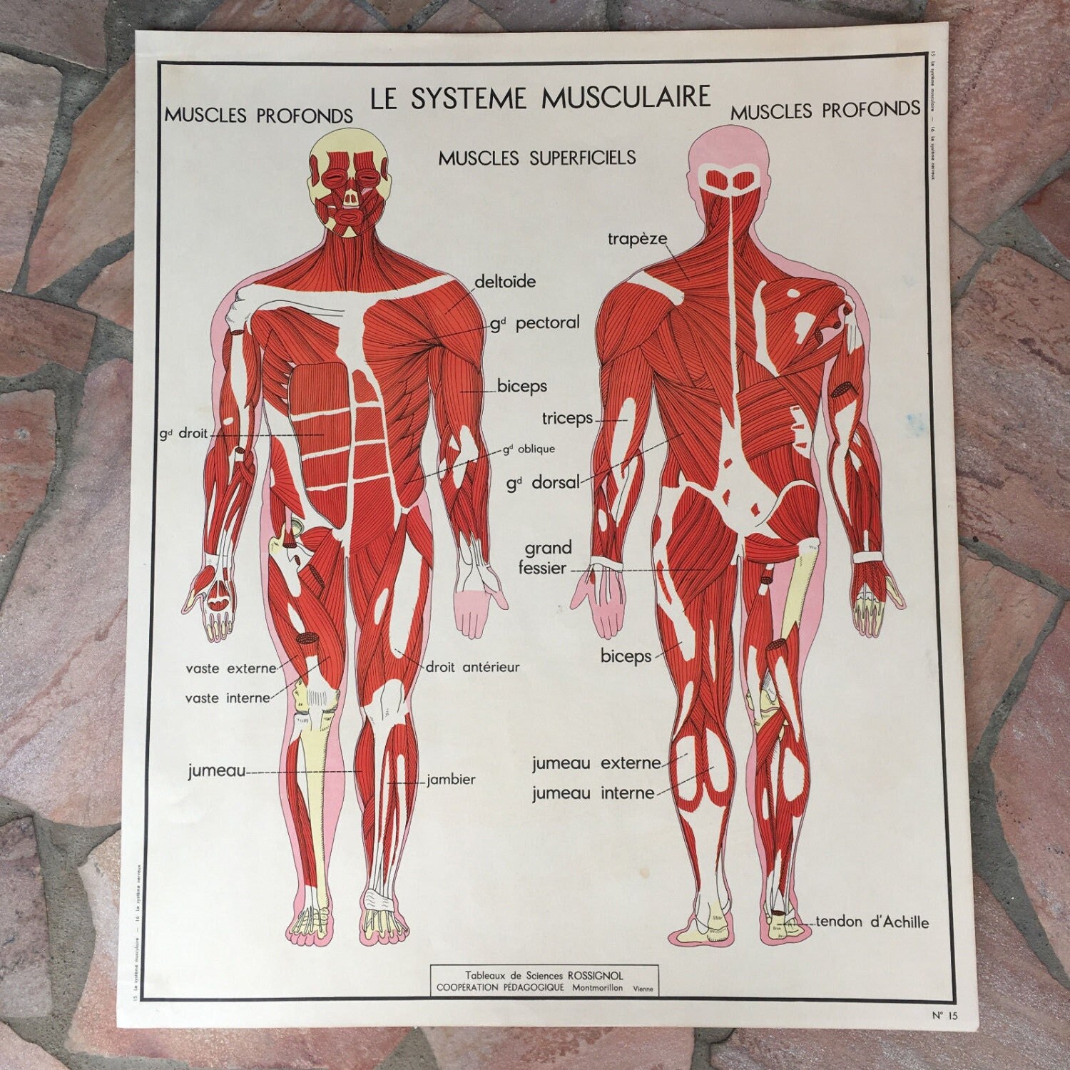 Rossignol Mdi Vintage Français École Poster Biologie Deux Faces Années 1960 19 Muscles