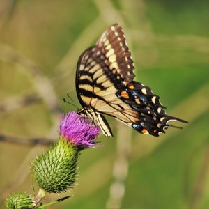 Photo Eastern Tiger Swallowtail
