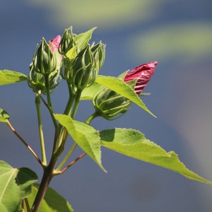 Photo Red Hibiscus growing wild