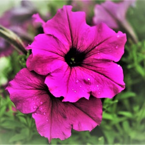 Photo Pretty Purple Petunia