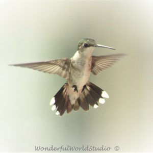 Photo Hummingbird