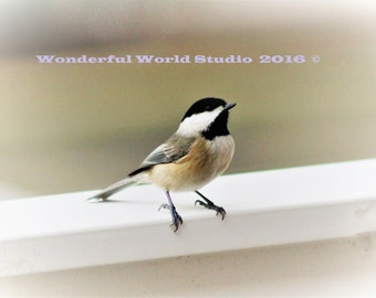 Photo Black-capped chickadee