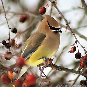 Photo Cedar Waxwing