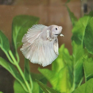 Photo Opal male betta fish photo - digital download