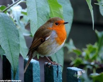 Beautiful Robin Photograph, Scottish Highlands. Wildlife Print, Framed Print, Bird Photography, Wall Art, Wildlife Photography.