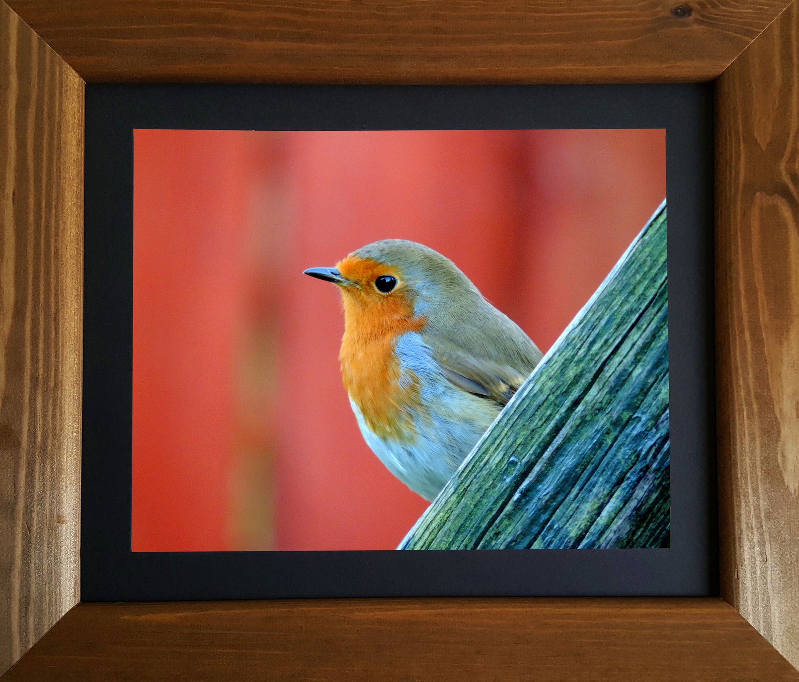 Robin Photograph, Wildlife Print, Framed Print, Bird Photography, Wall