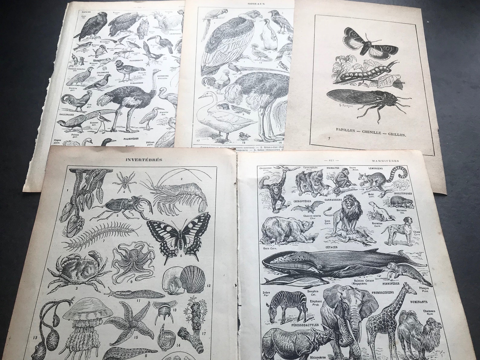 5 Vintage Animals Book Pages Paper Pack Birds Butterflies Etsy