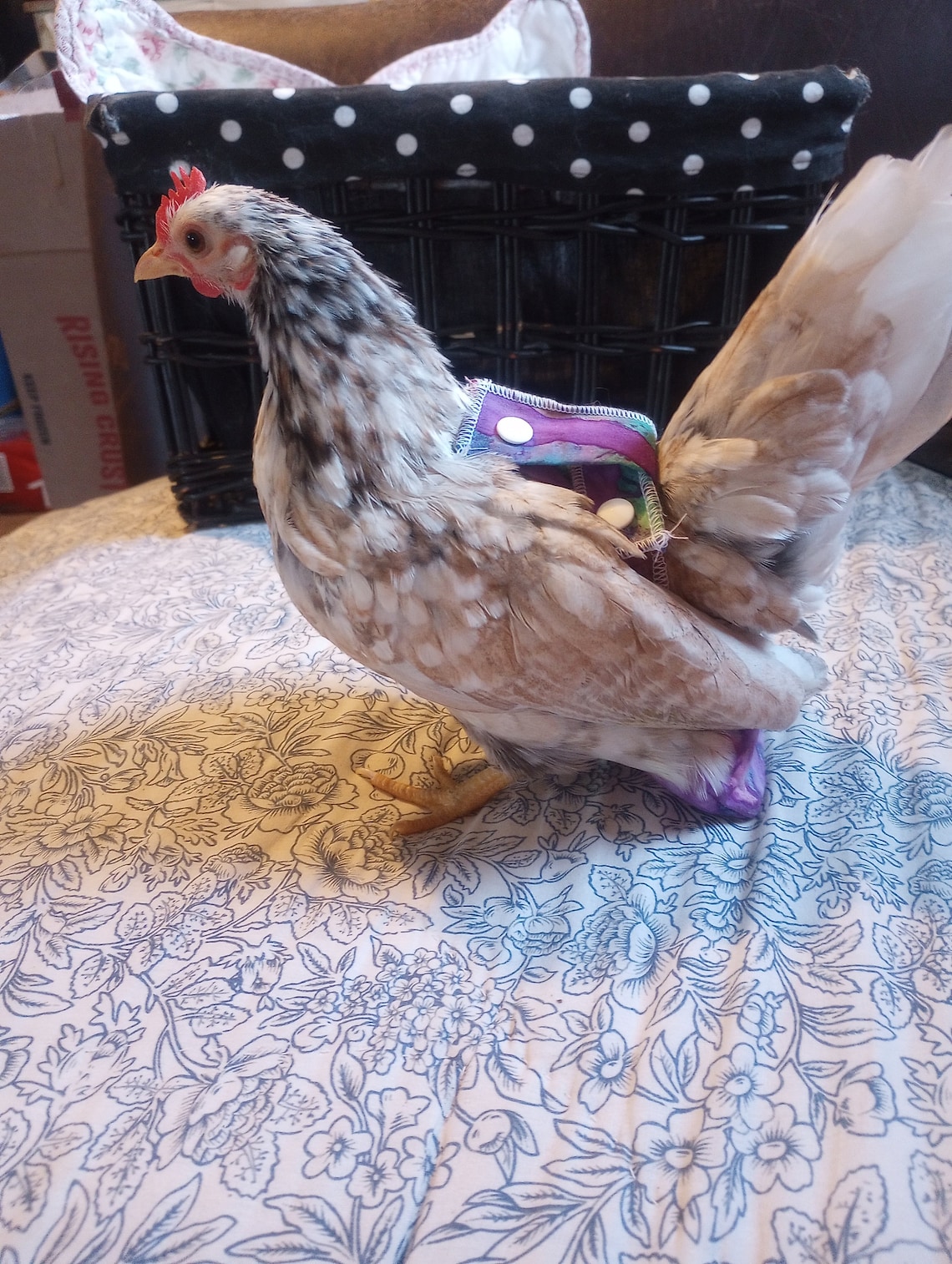 Feathers Serama Diaper Silkie Diaper Large Chicken Diaper Etsy