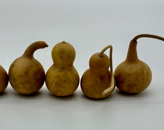 Gourds - Dried hard shelled gourds - Five small gourds - Cleaned gourds - Miniature gourds