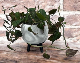 3D Printed Wavy 4" Indoor Pot, Modern Wavy Planter, Unique Home Decor, Small Succulent or Cactus Pot, Minimalist Plant Container