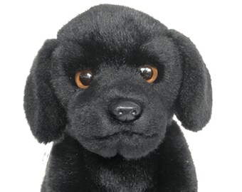 black lab teddy