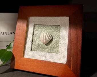 Handpicked Seashell on Sage Green Textured Paper Background | 4x4 Frame | Home Decor | Coastal