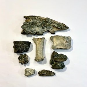 Fossil Collection from Estate, All Eight.