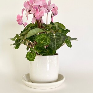 May include: A pink and green cyclamen plant in a white ceramic pot with a white saucer. The plant has several pink flowers and green leaves.