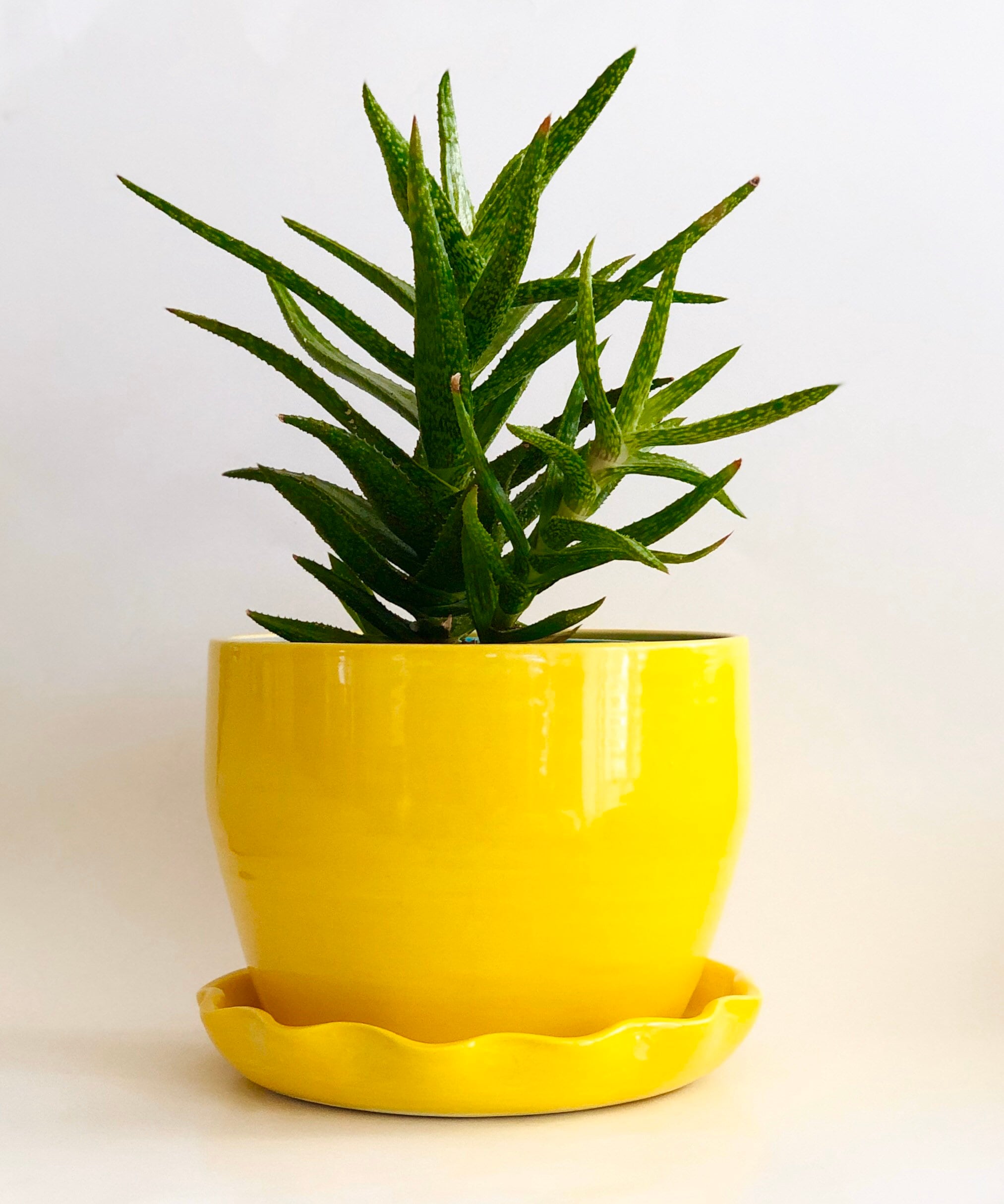 Large Yellow Plant Pot