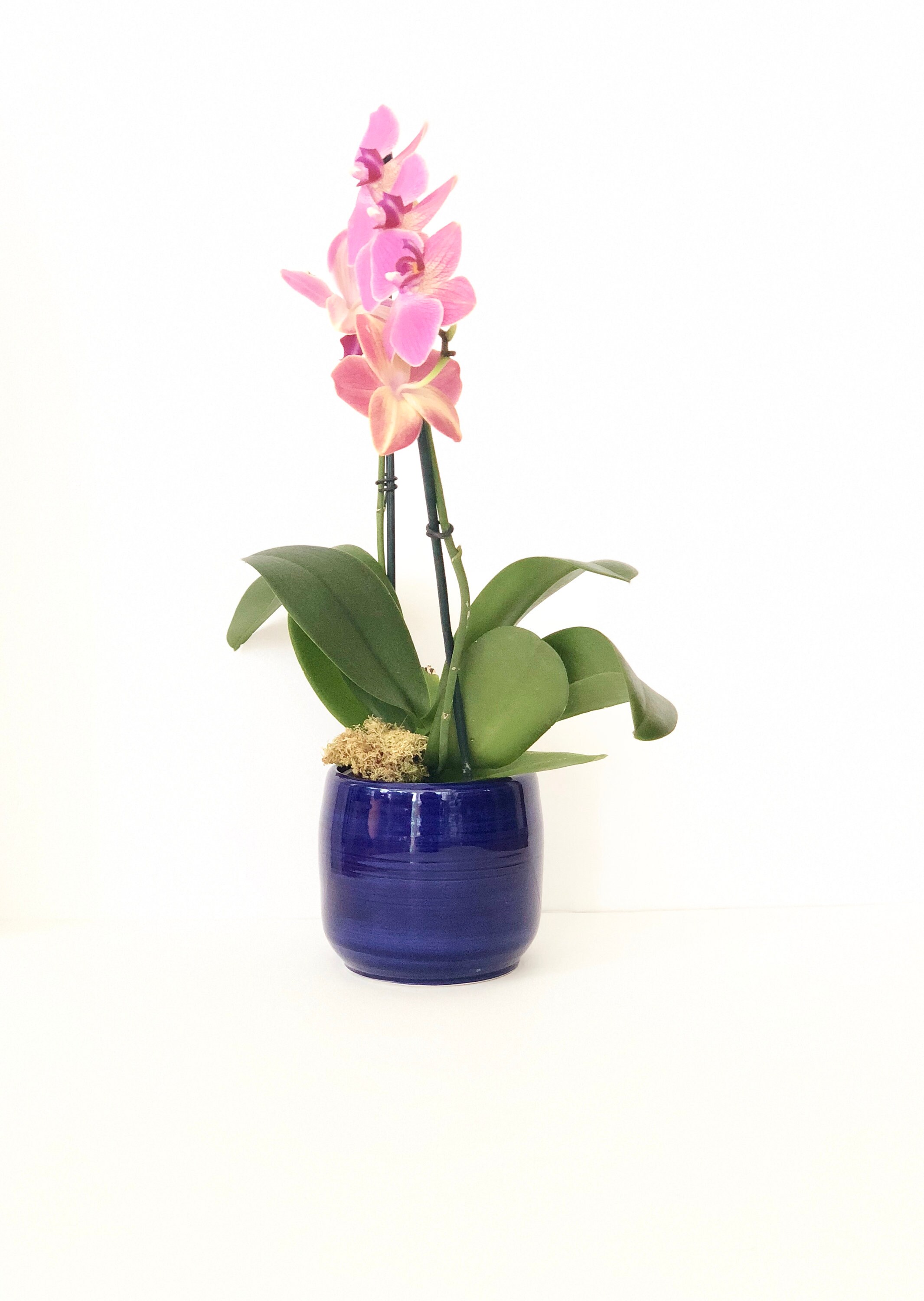 Handmade Wheel Thrown Cobalt Blue Orchid Pot with Three Holes