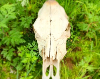 Nature Cleaned Jersey Steer Skull Decor Crafts Rustic