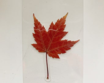 Real Canadian Maple Leaf - Laminated Wallet Card/Bookmark - Book Lover Gift/Souvenir - Made in Canada